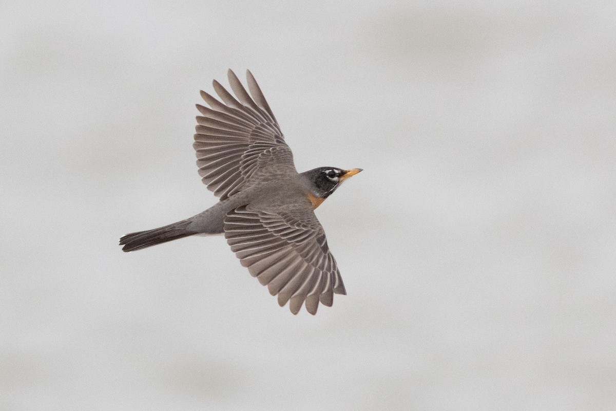 American Robin - ML632278584