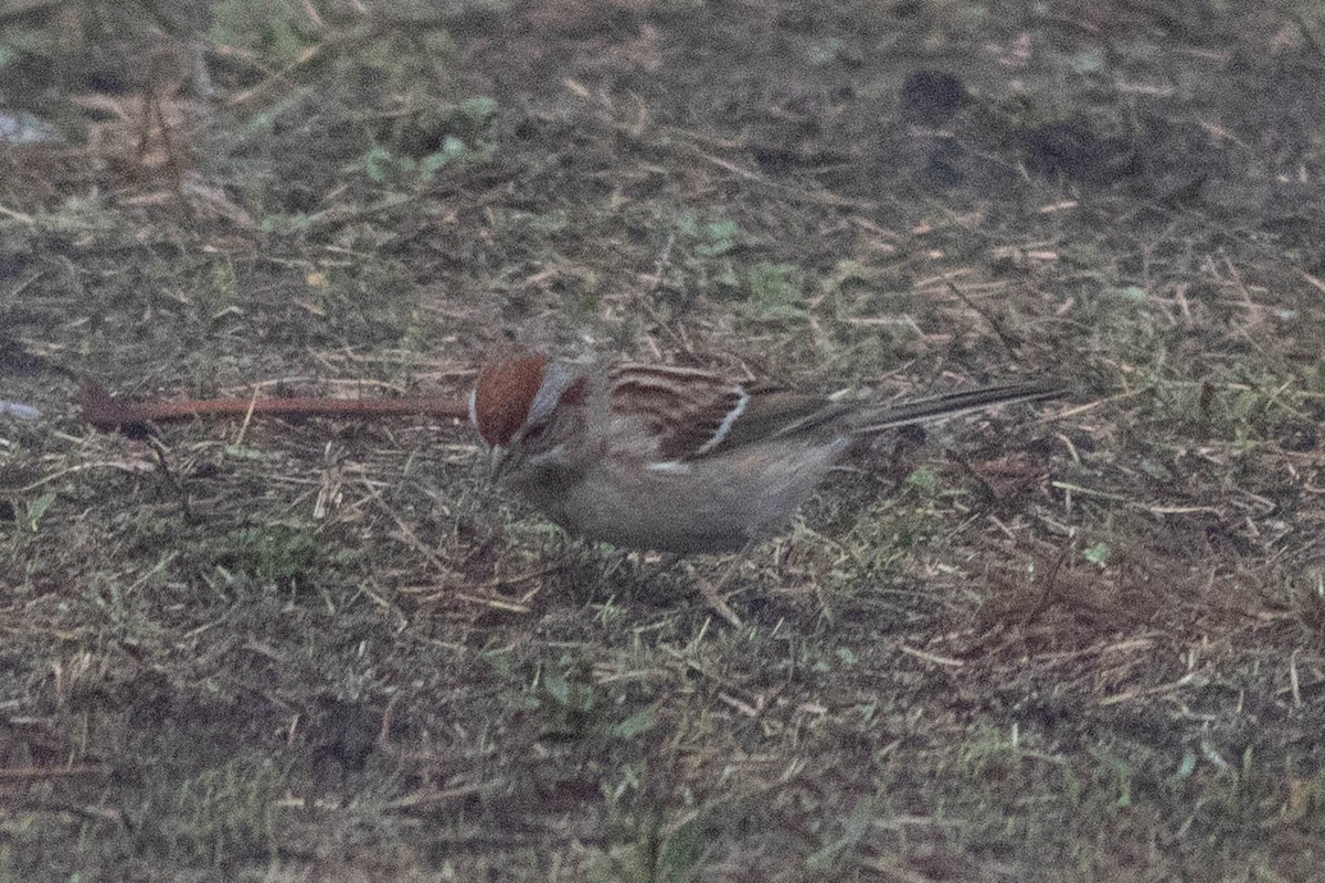 American Tree Sparrow - ML632278607