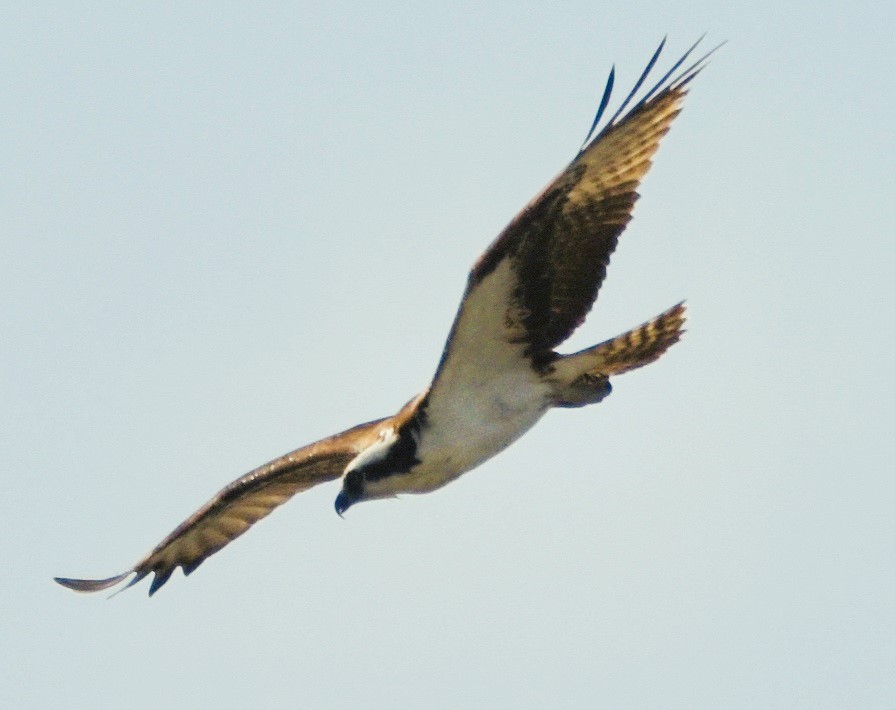 Osprey - ML632278620