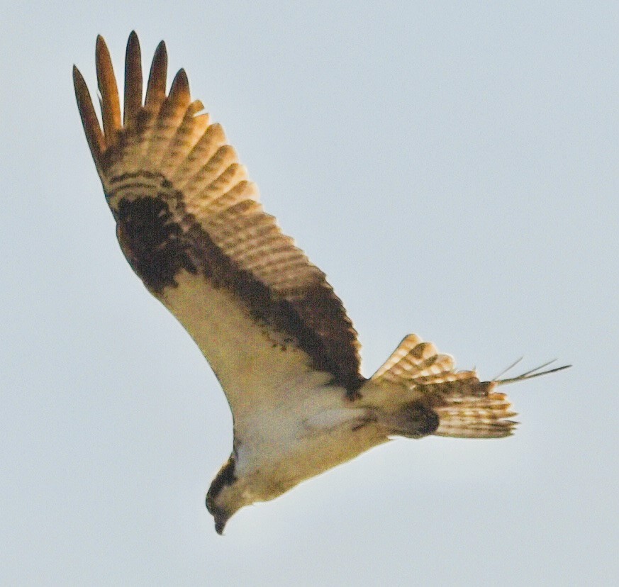 Osprey - ML632278627