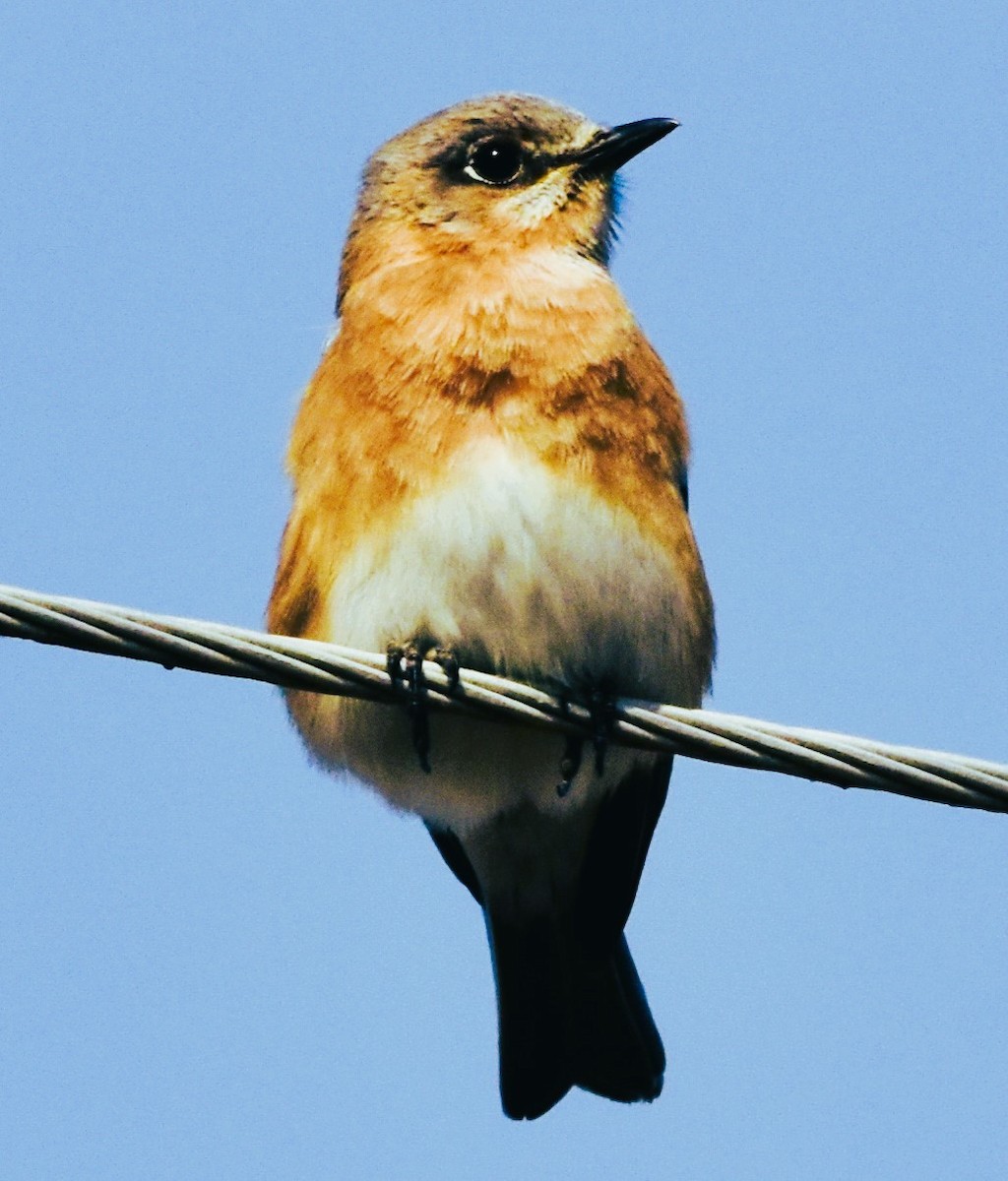 Eastern Bluebird - ML632278631