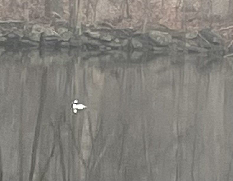 Bufflehead - ML632278646