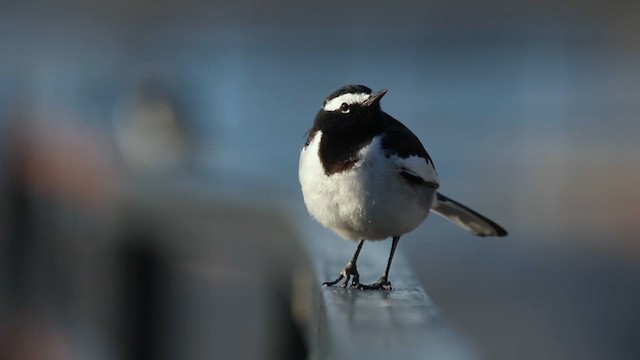 White-browed Wagtail - ML632279047