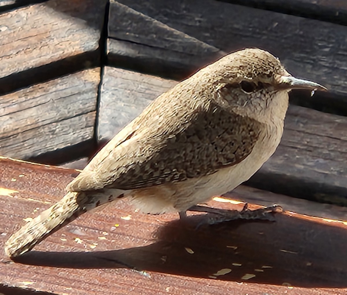 Rock Wren - ML632279082