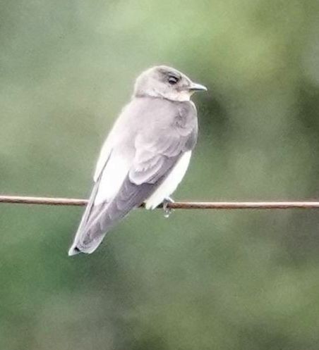 Southern Rough-winged Swallow - ML632279128