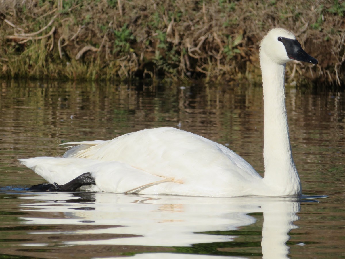 Trumpeter Swan - ML632279147