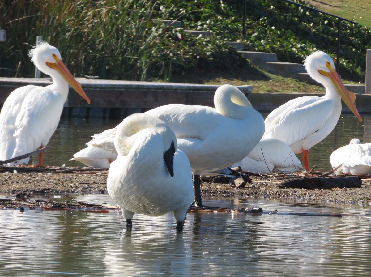 Trumpeter Swan - ML632279148