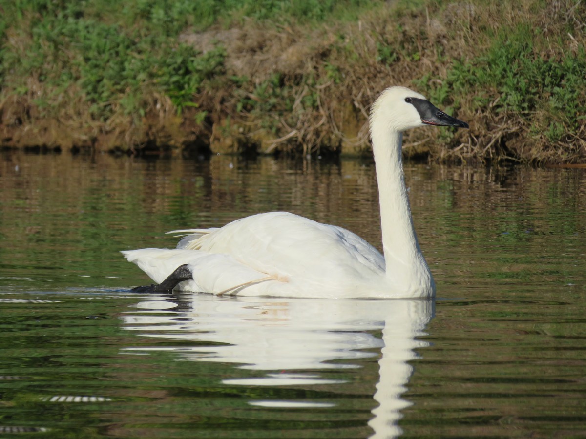 Trumpeter Swan - ML632279149