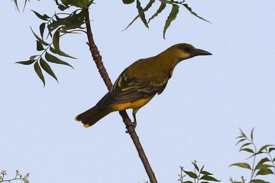 African Golden Oriole - ML632279177