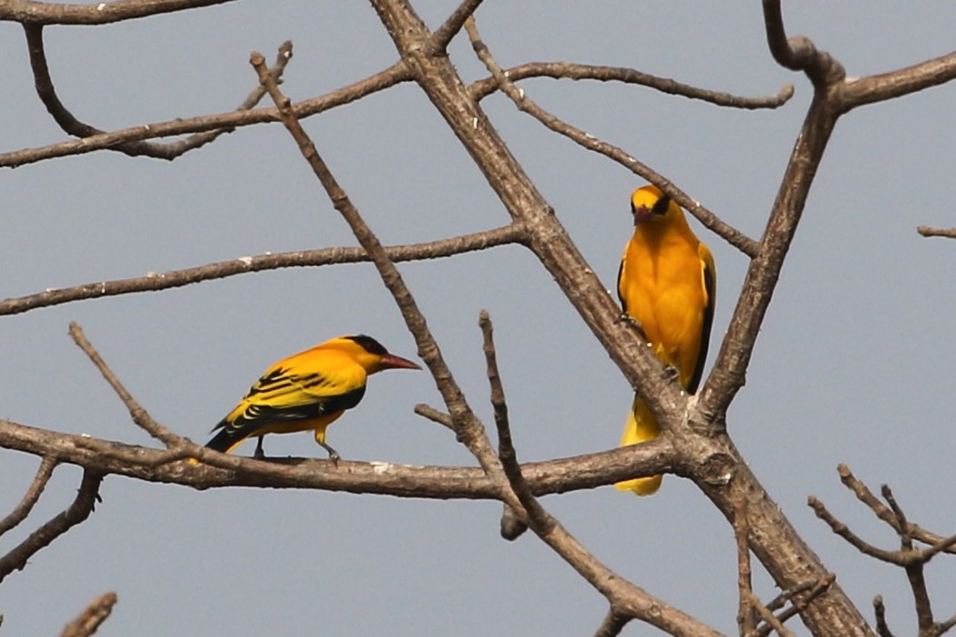 African Golden Oriole - ML632279178