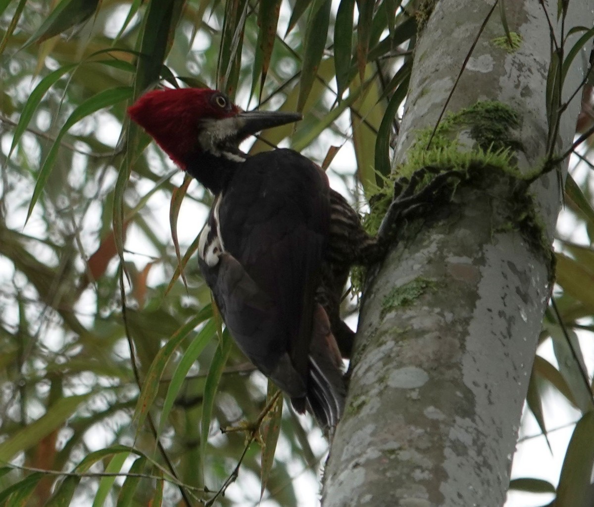 Guayaquil Woodpecker - ML632279242