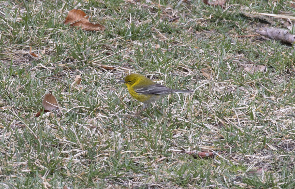 Pine Warbler - ML632279331