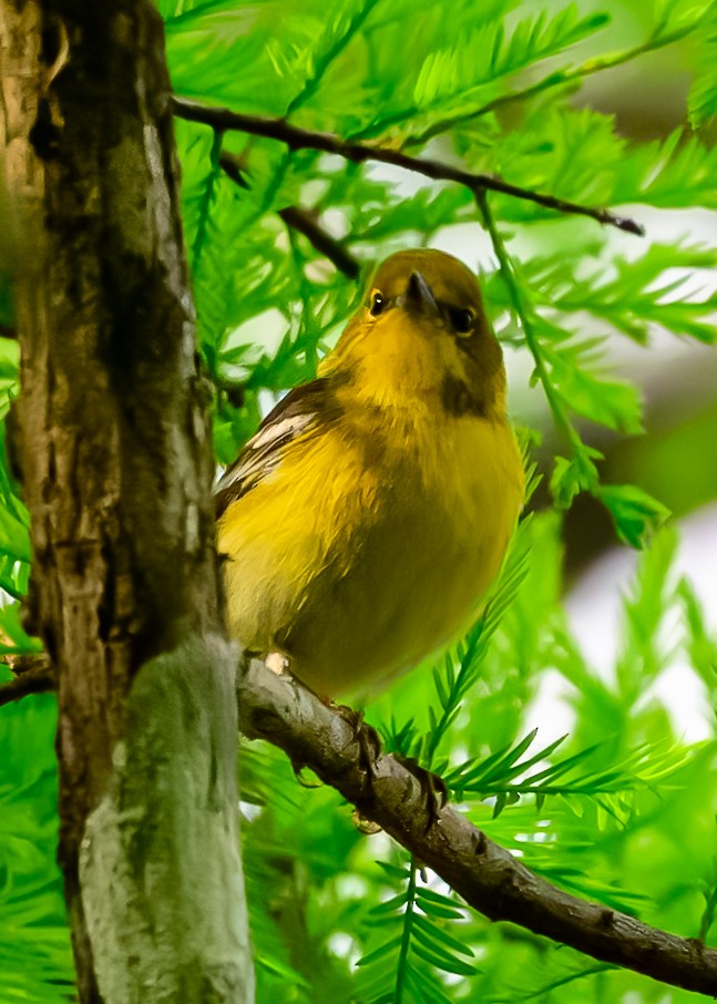 Pine Warbler - ML632279374