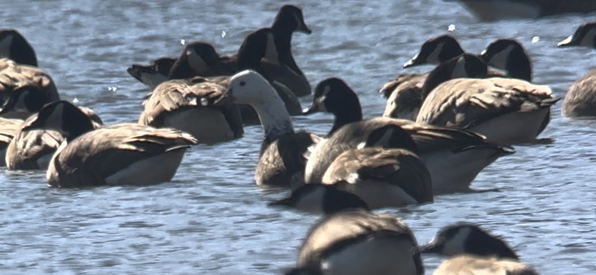 Snow x Canada Goose (hybrid) - ML632279393