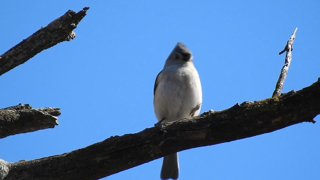 Tufted Titmouse - ML632279580