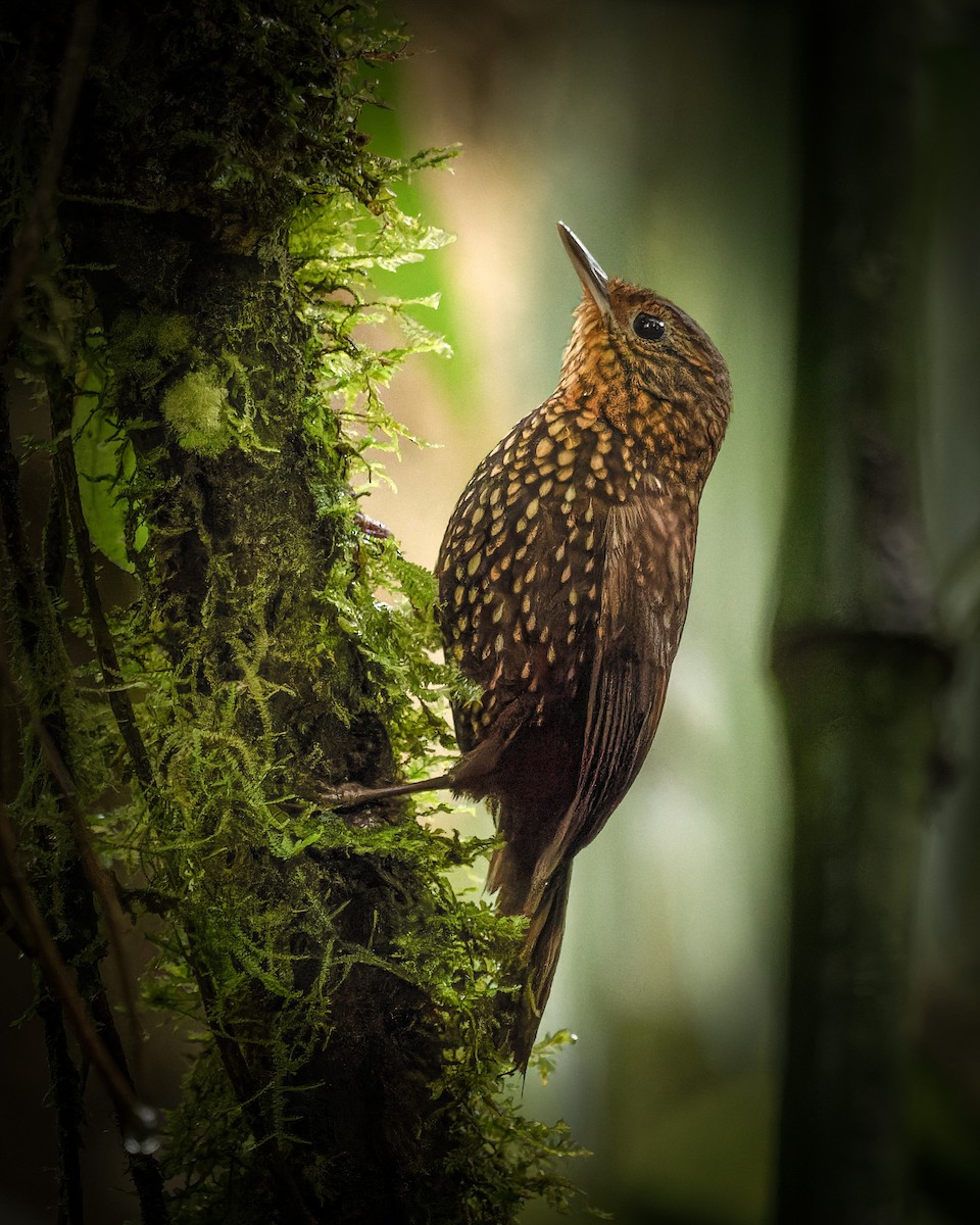 Spotted Barbtail - ML632279620