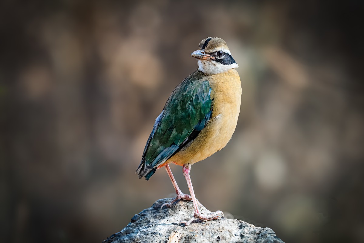 Indian Pitta - ML632279741