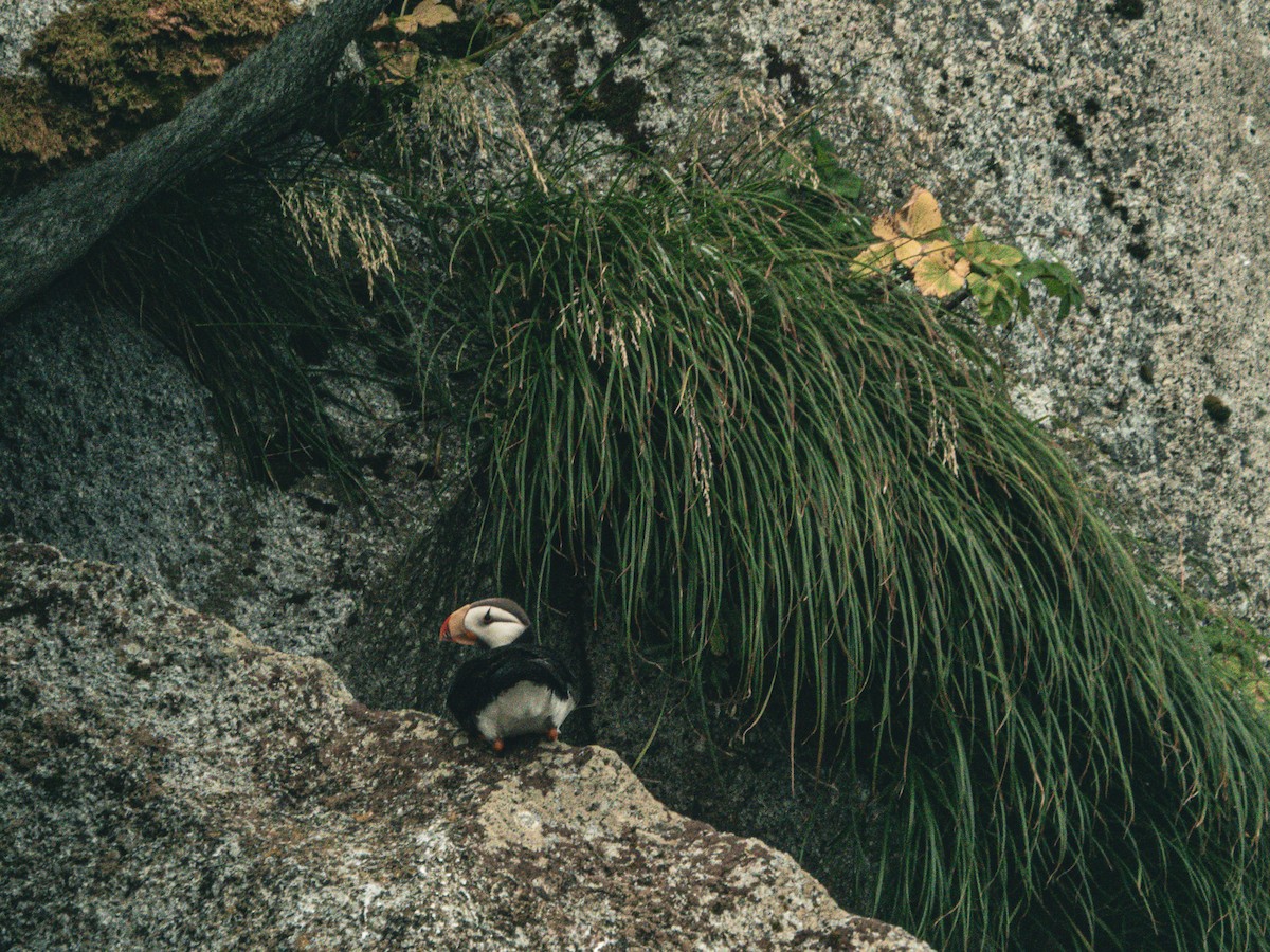 Horned Puffin - ML632279840