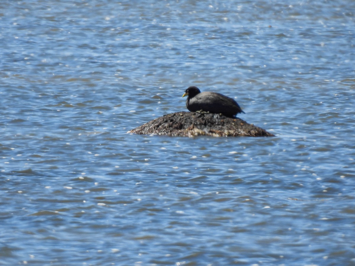 Horned Coot - ML632279909