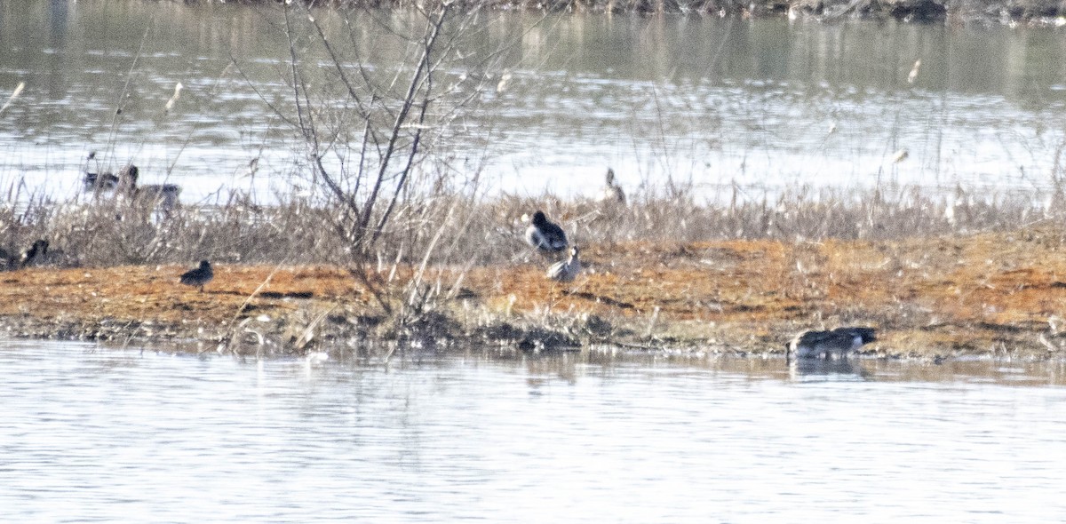 American Wigeon - ML632279963