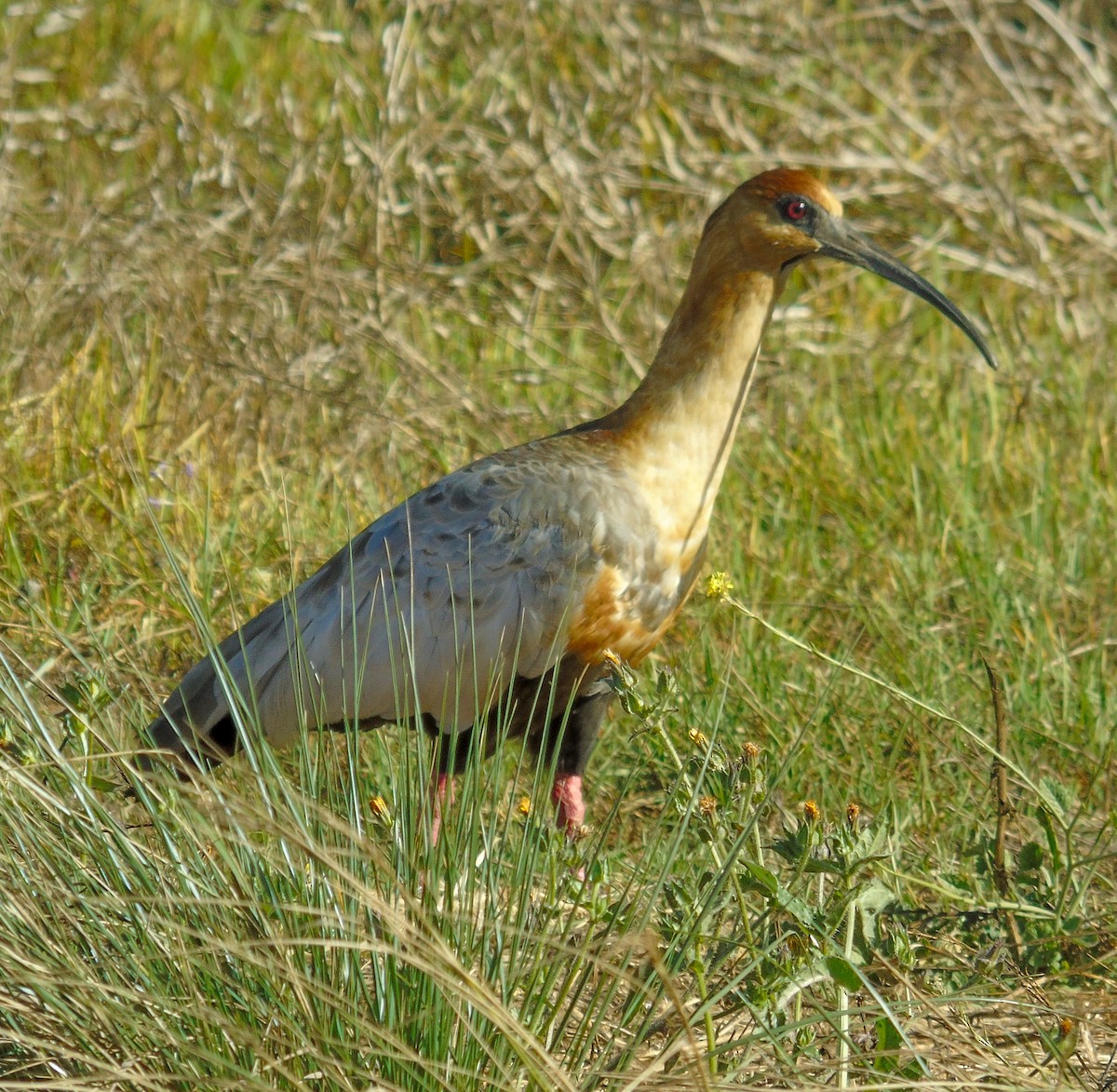 Black-faced Ibis - ML632279979