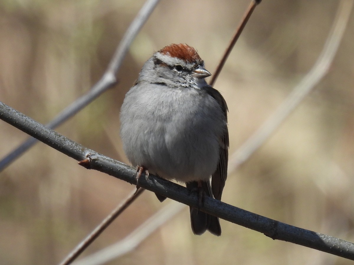 Chipping Sparrow - ML632280006