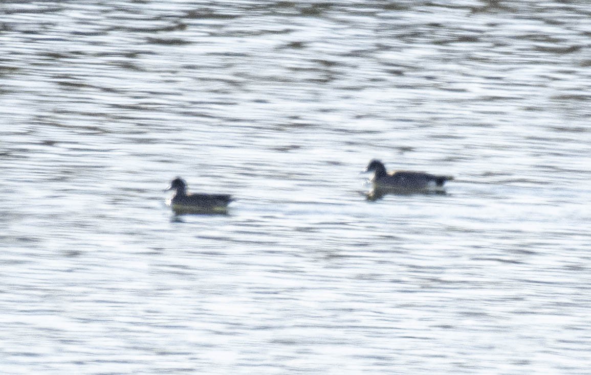 American Wigeon - ML632280011