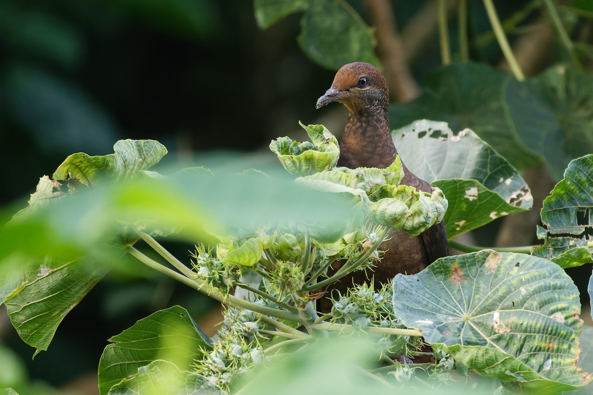 Philippine Cuckoo-Dove - ML632280091