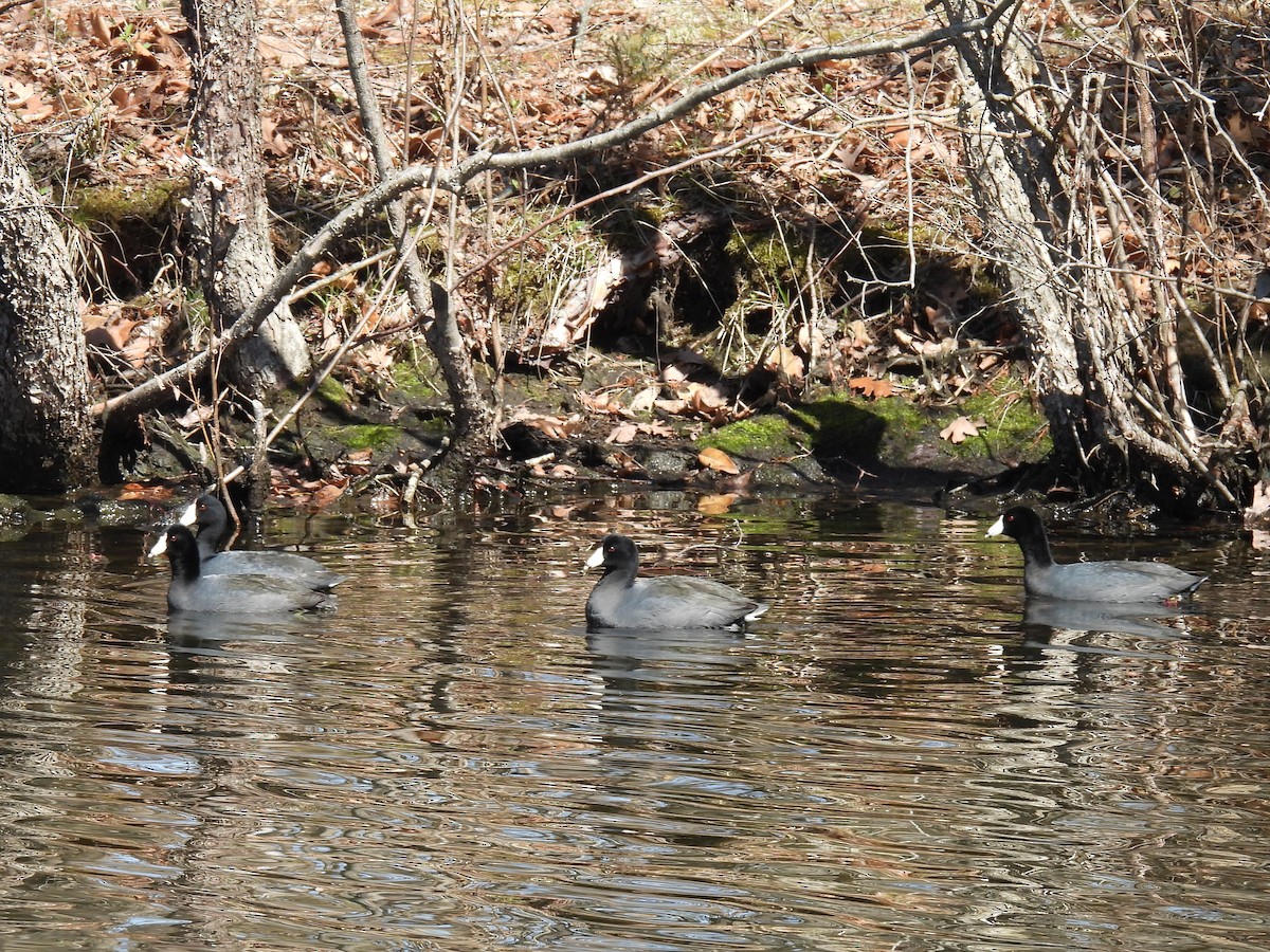 American Coot - ML632280152