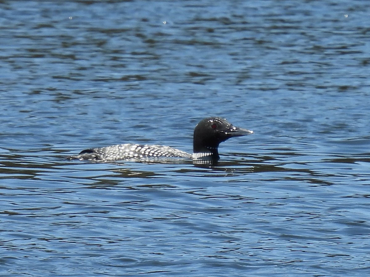 Common Loon - ML632280162