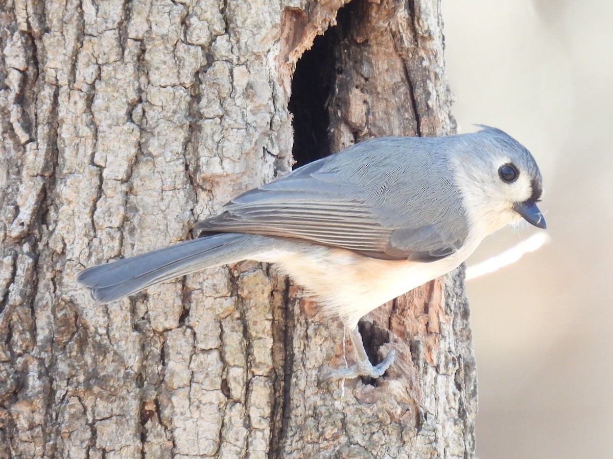 Tufted Titmouse - ML632280172