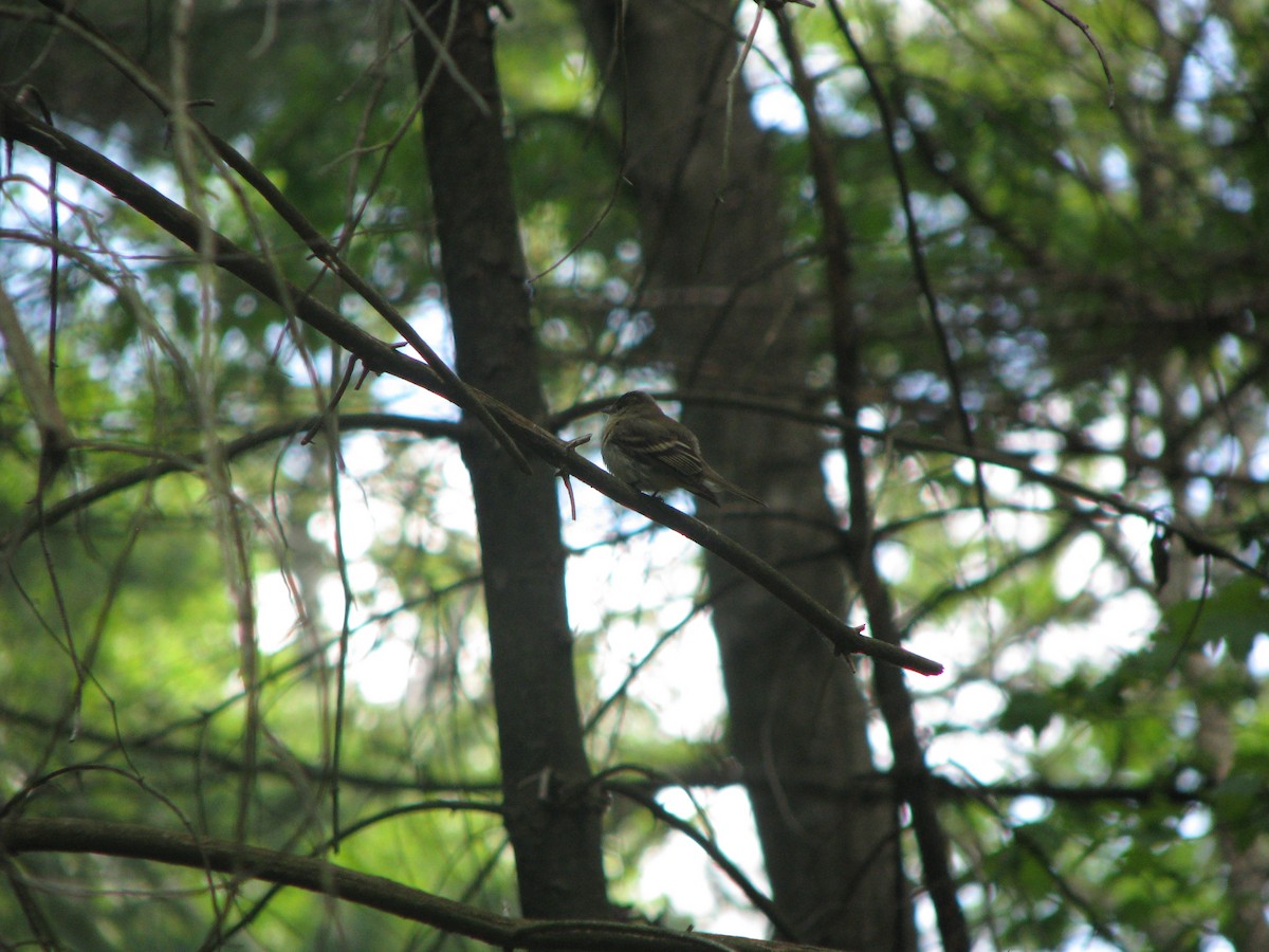 Acadian Flycatcher - ML632280222