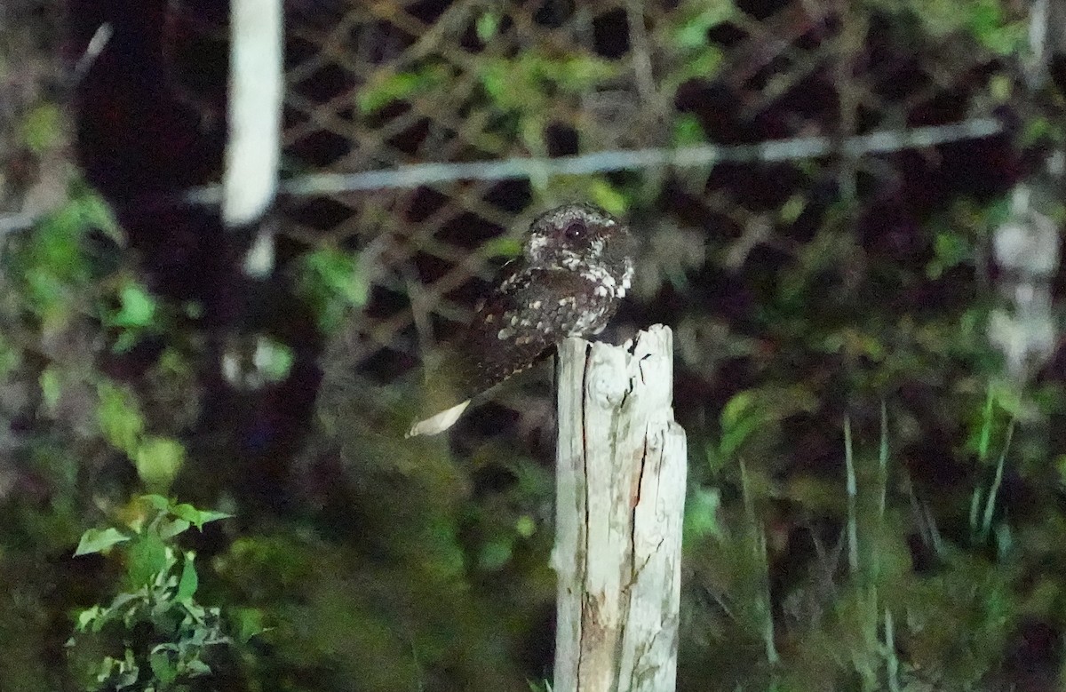 Cuban Nightjar - ML632280368