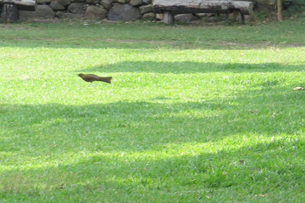 Clay-colored Thrush - ML632280379