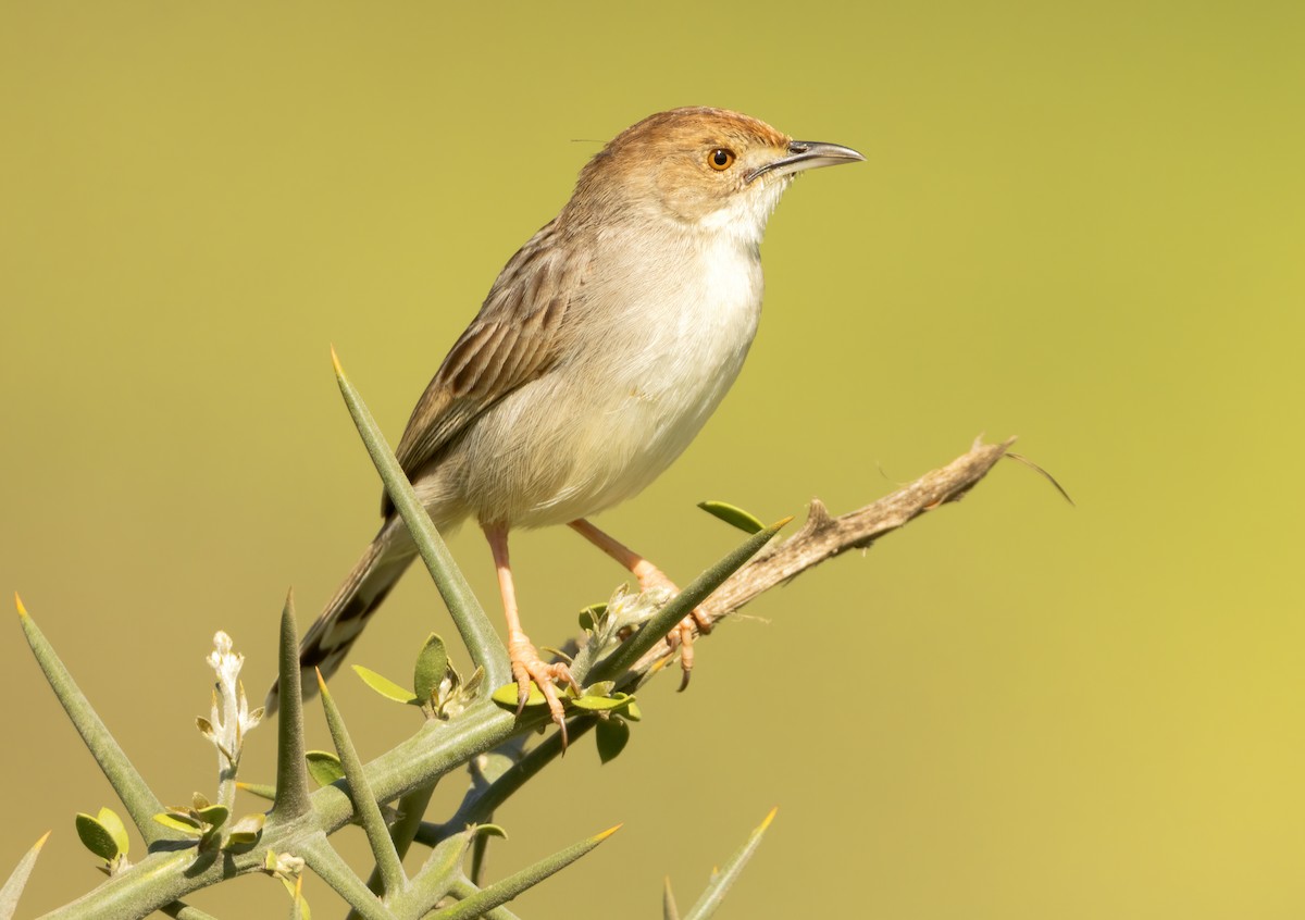Rattling Cisticola - ML632280459