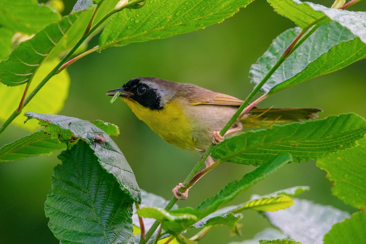 Common Yellowthroat - ML632280466