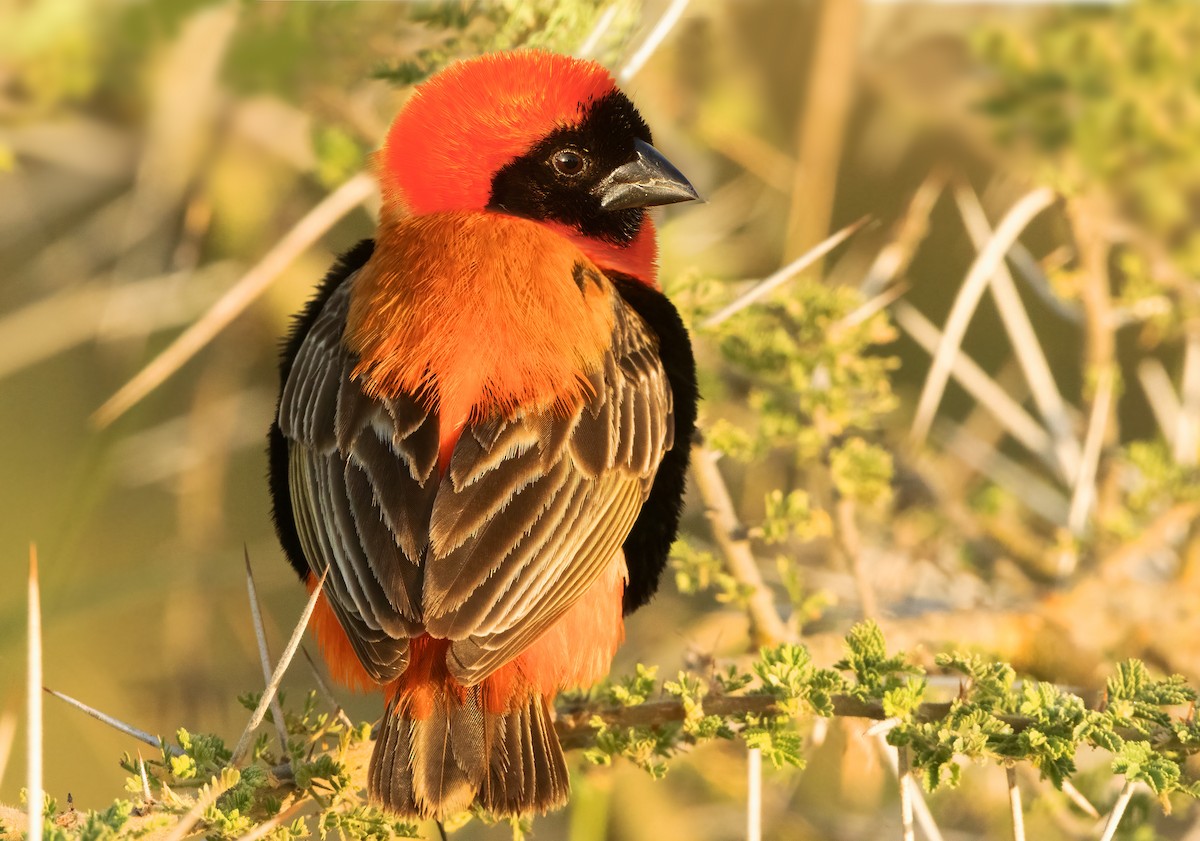 Southern Red Bishop - ML632280546
