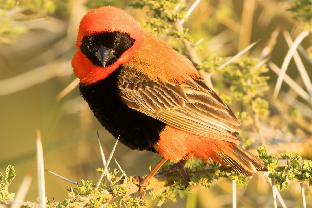 Southern Red Bishop - ML632280547