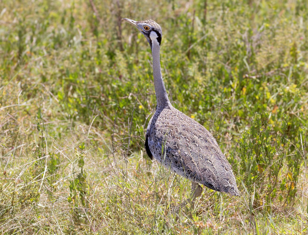 Hartlaub's Bustard - ML632280579