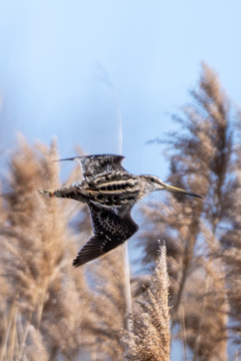 Wilson's Snipe - ML632280594
