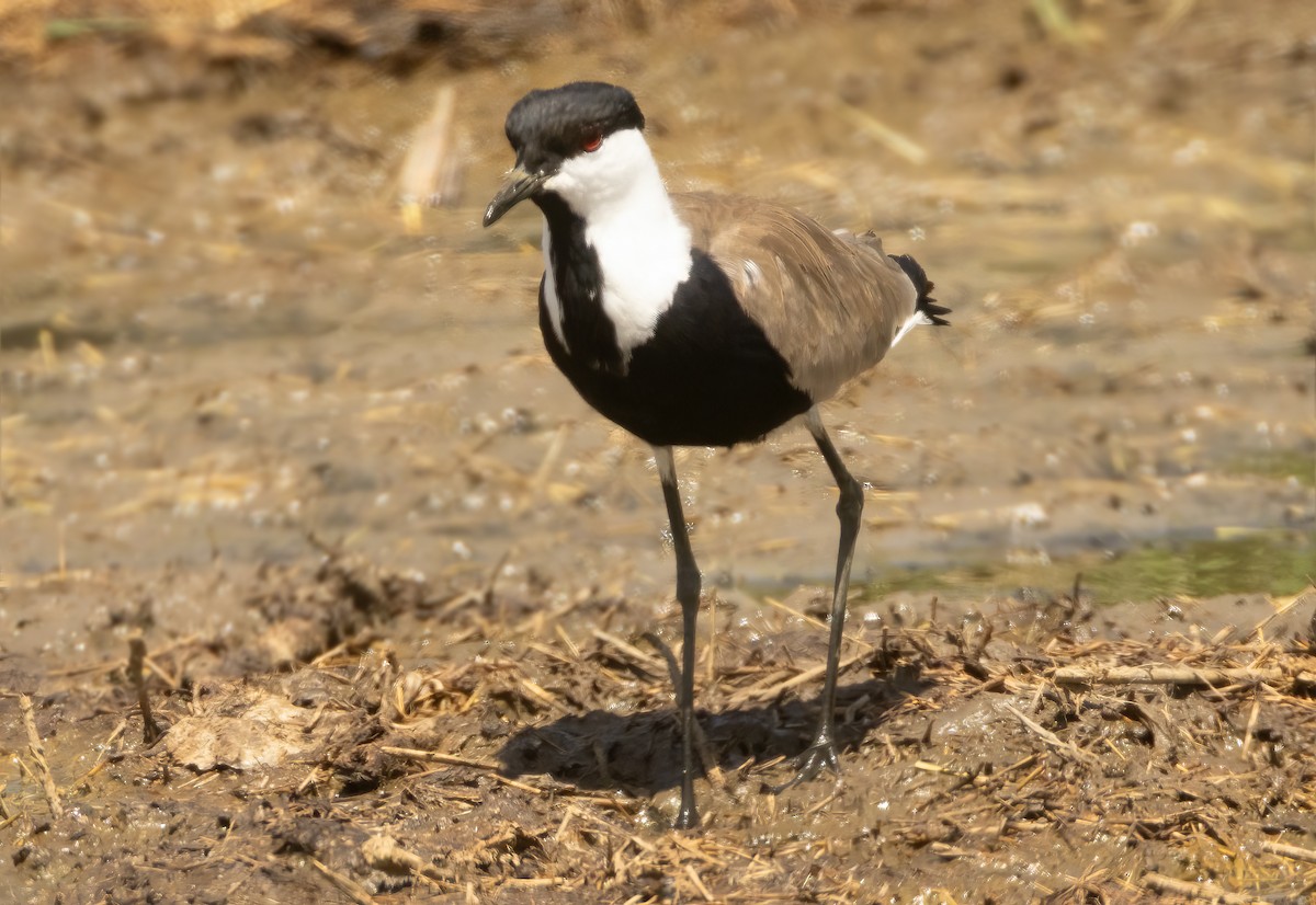 סיקסק - ML632280600