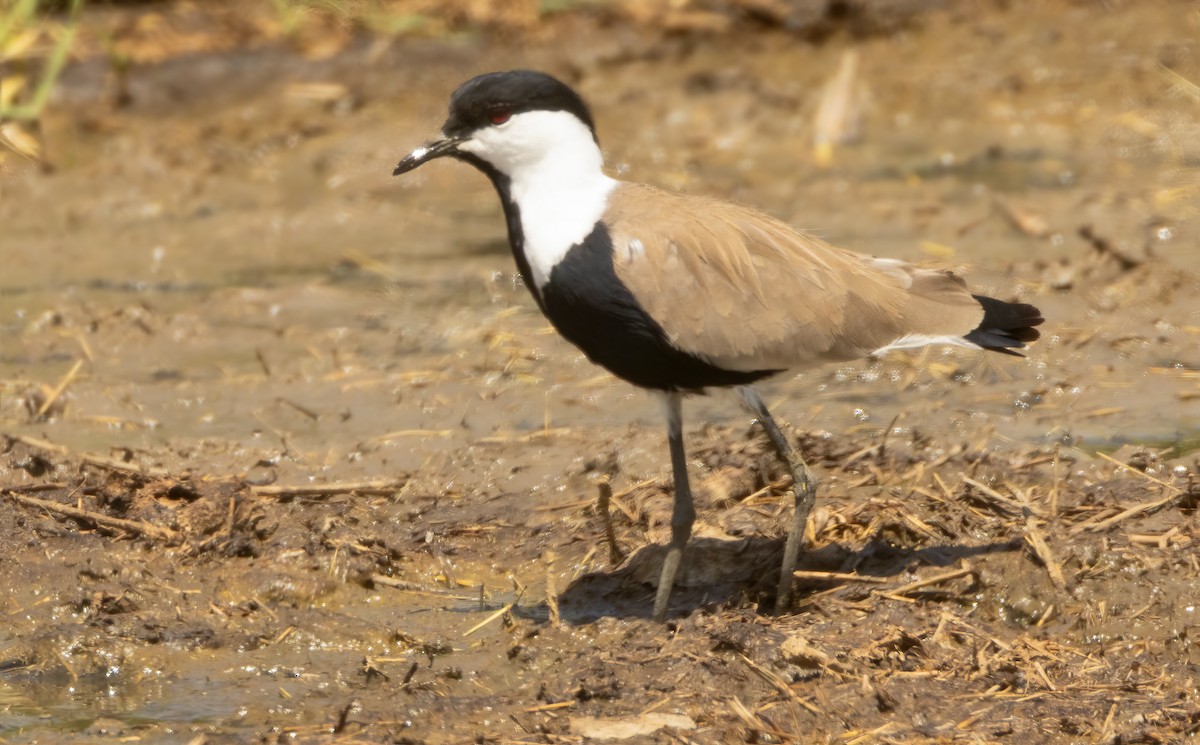 סיקסק - ML632280601