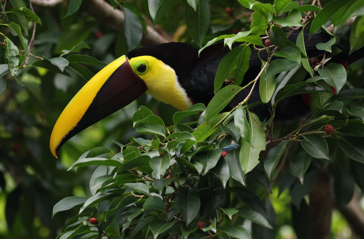 tukan žlutohrdlý - ML632280653