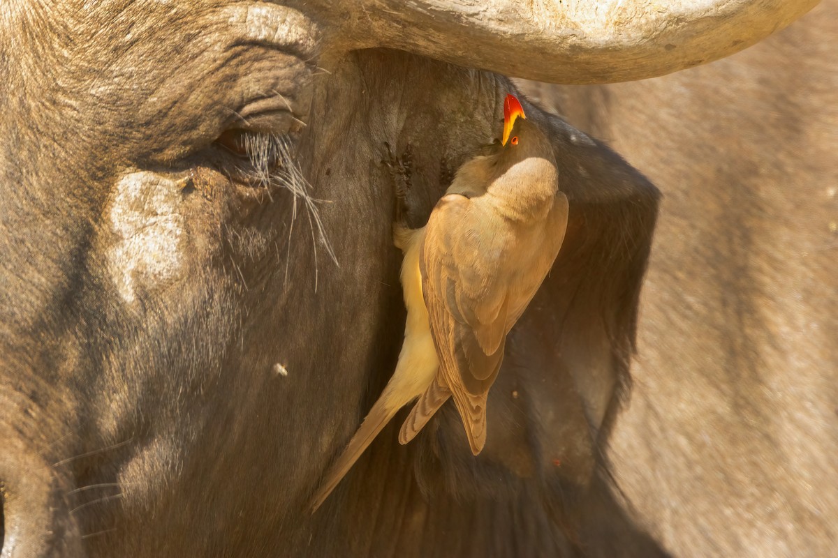 Yellow-billed Oxpecker - ML632280676