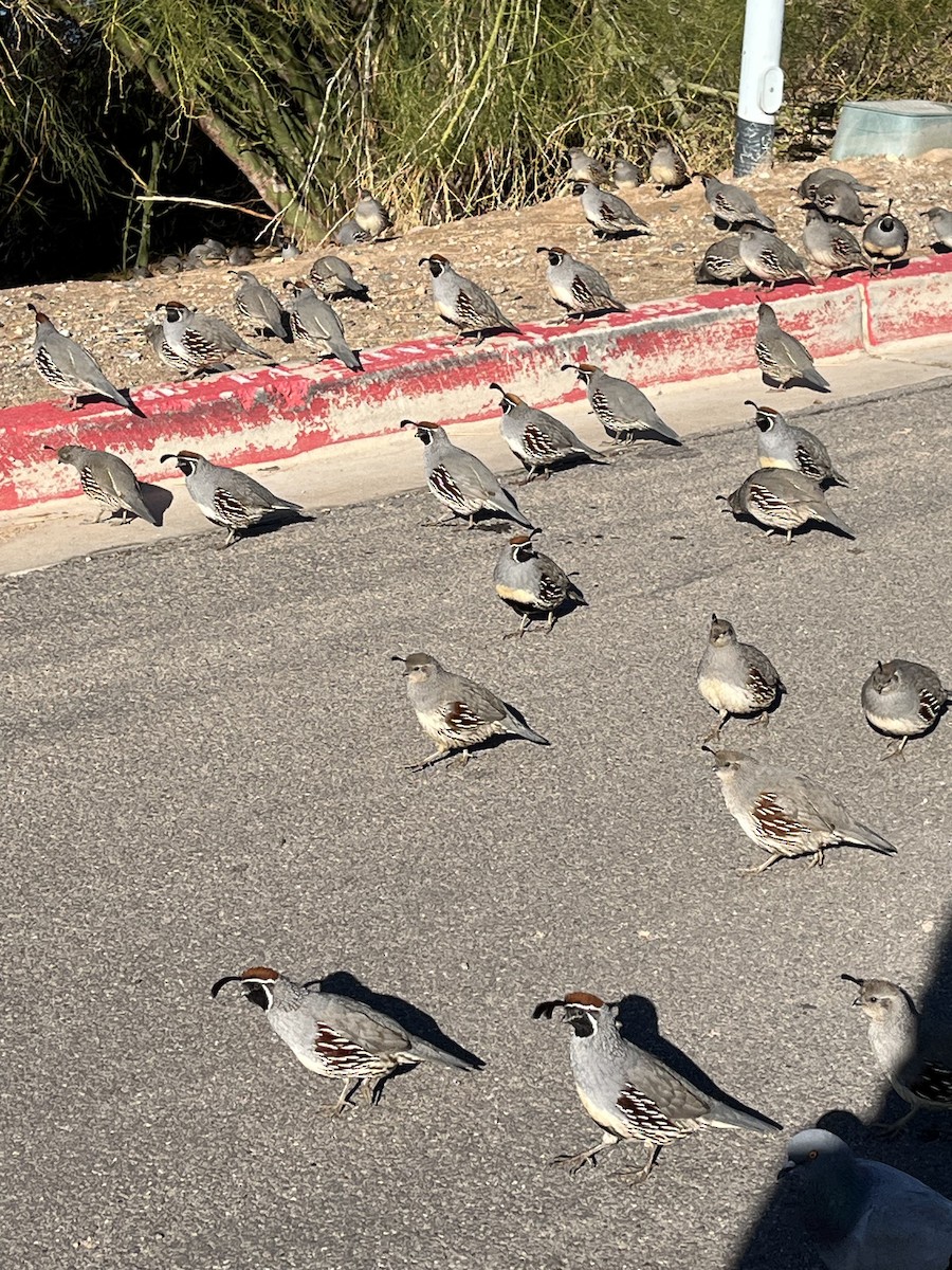 Gambel's Quail - ML632280679