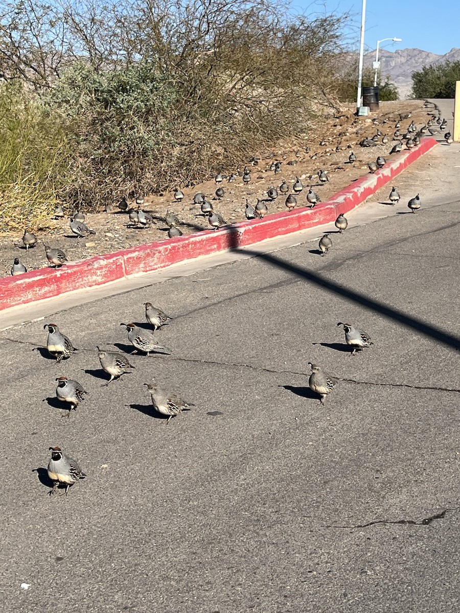 Gambel's Quail - ML632280680