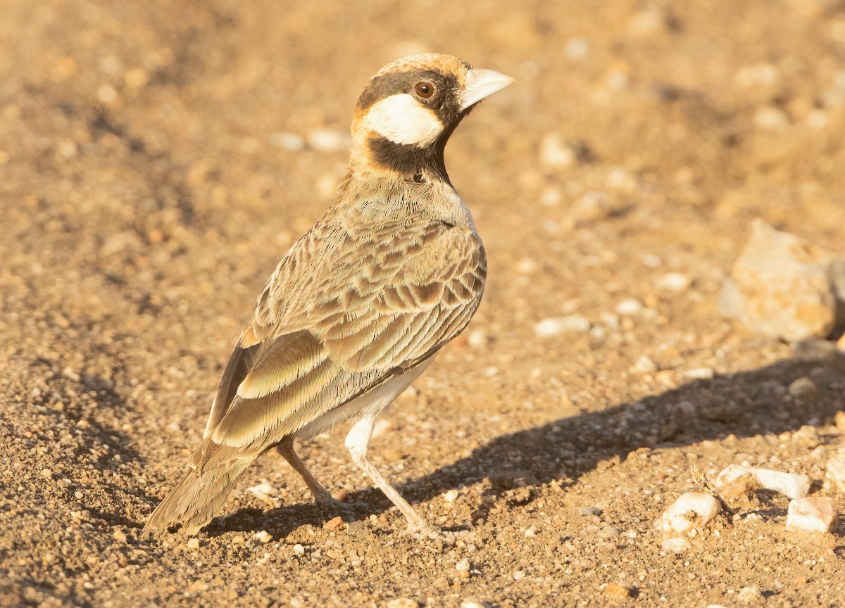 Fischer's Sparrow-Lark - ML632280690