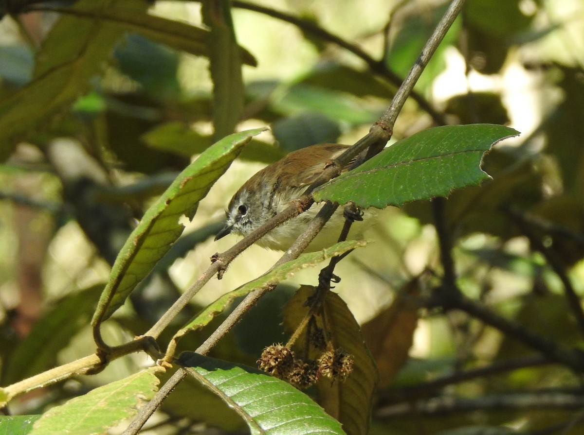 Brown Gerygone - ML632280738