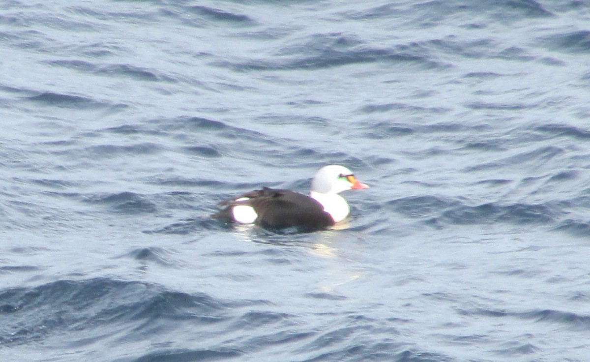 King Eider - ML632280762