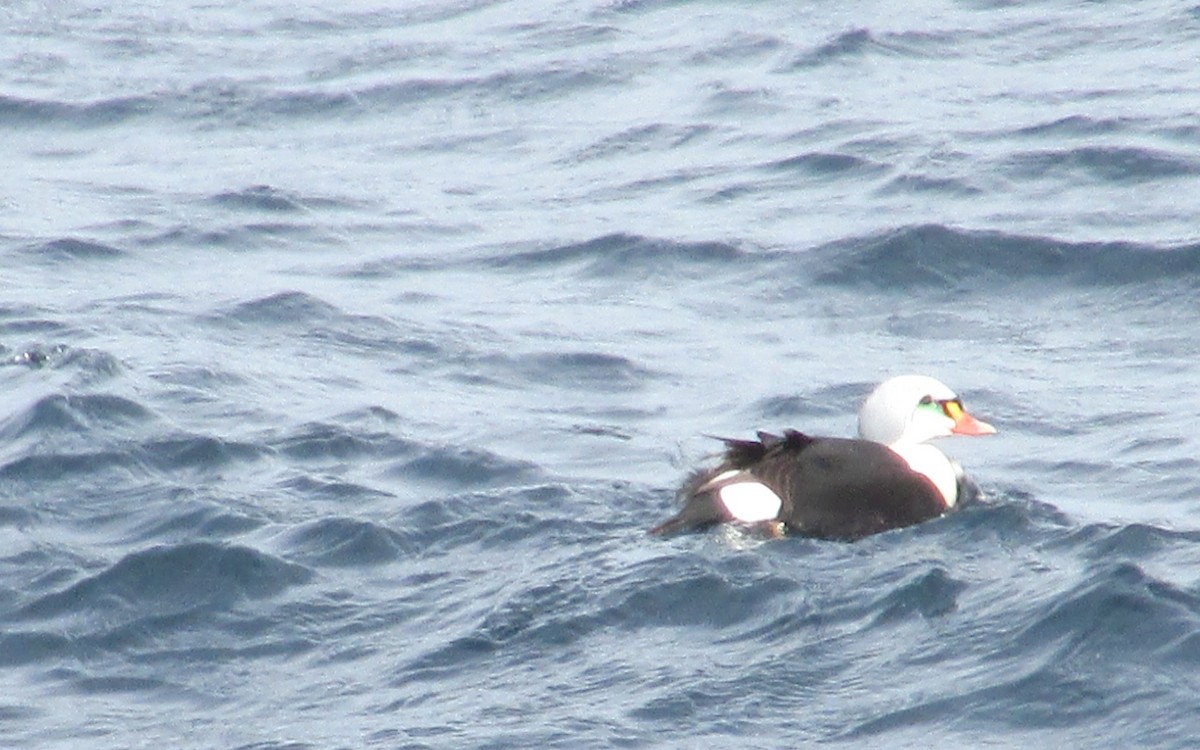 King Eider - ML632280764